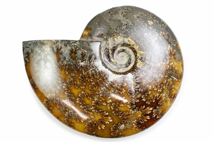 Polished Ammonite (Cleoniceras) Fossil - Madagascar #375902